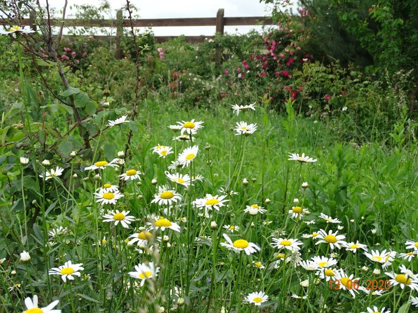 margarete - Dobarland 2020 4