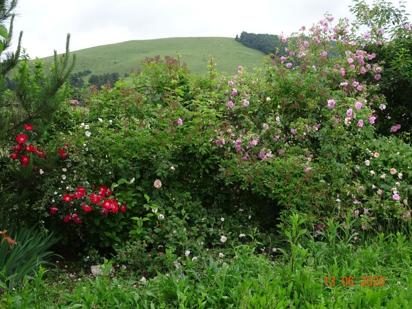 Dortmund si Kazanlik - Dobarland 2020 4