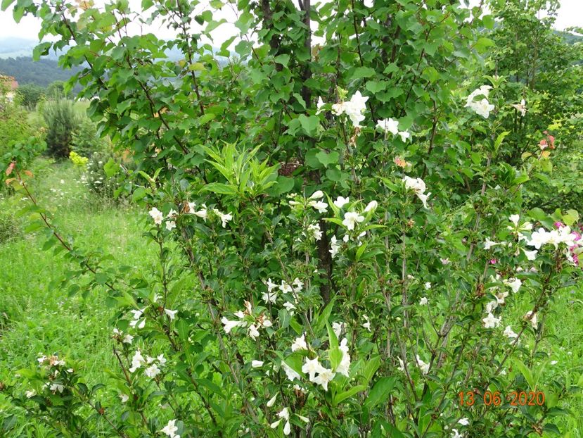 weigela candida - Dobarland 2020 4