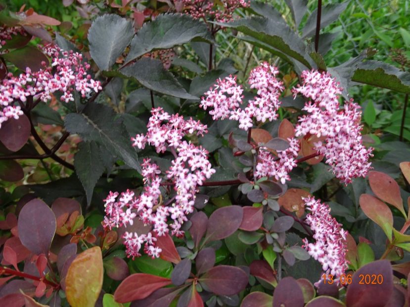 sambucus Black Beauty - Dobarland 2020 4