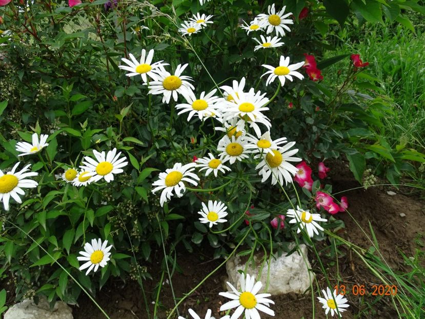 margarete - Dobarland 2020 4