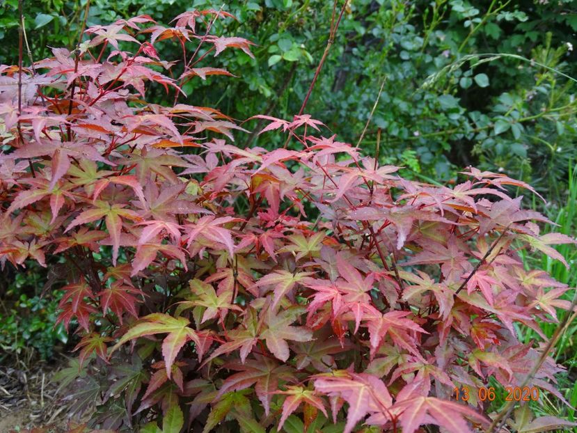 acer palm. Beni Maiko - Dobarland 2020 4
