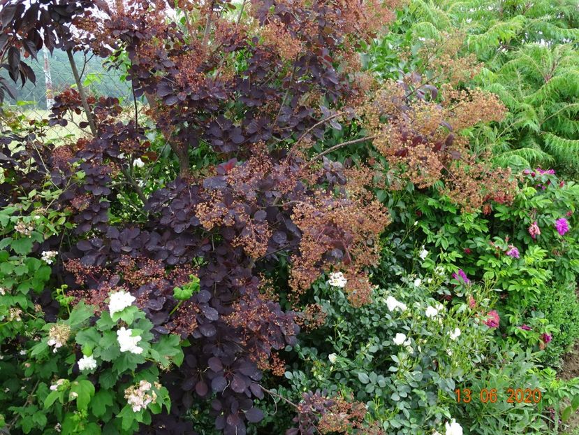 cotinus coggyria Royal Purple - Dobarland 2020 4