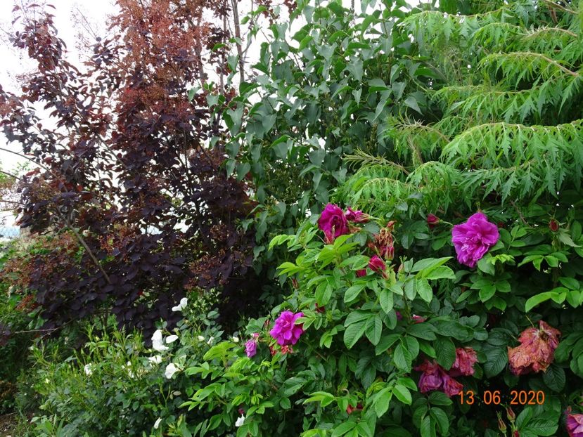 Hansa - Dobarland 2020 4