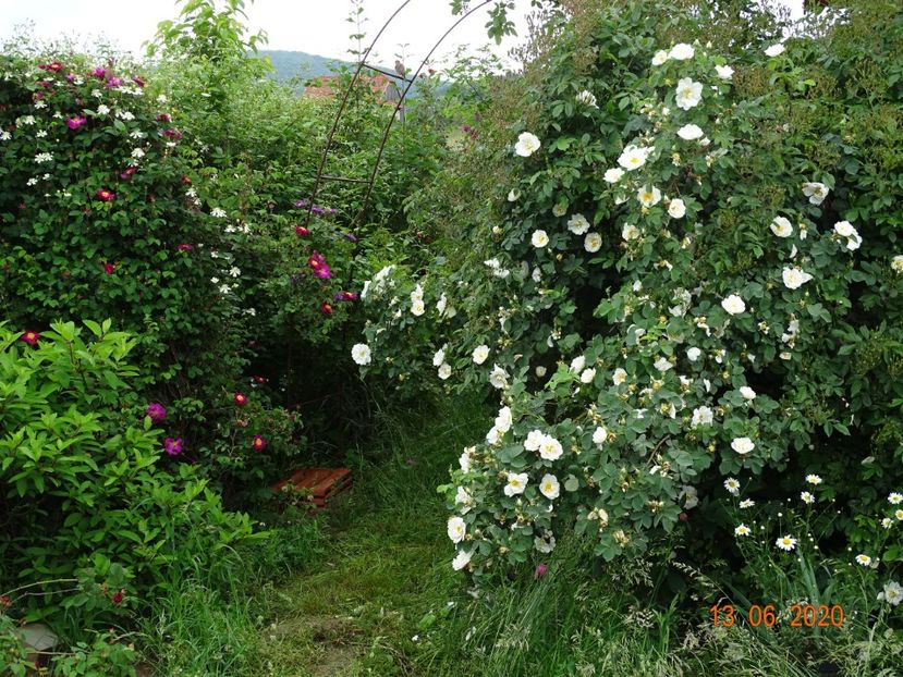 Alba Semiplena - Dobarland 2020 4