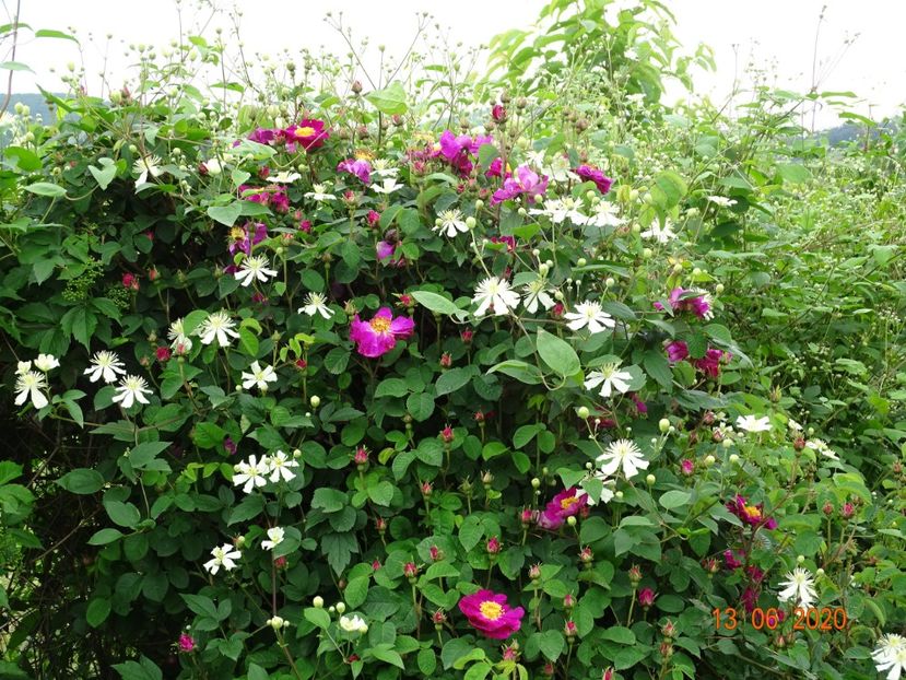 clematis Summer Snow si Violacea - Dobarland 2020 4