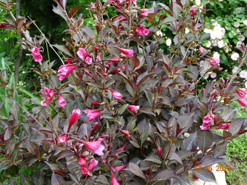 weigela Alexandra - Dobarland 2020 4