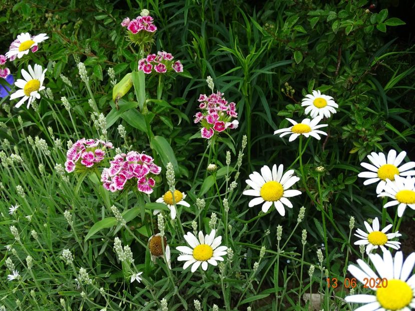 dianthus barbatus - Dobarland 2020 4