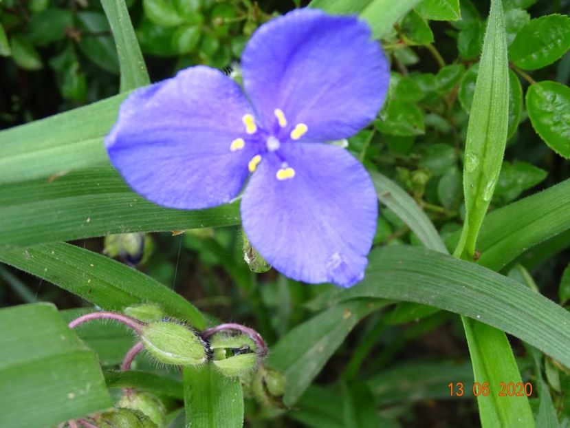 tradescantia - Dobarland 2020 4