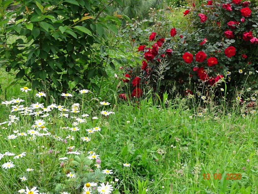 Zeelandia - Dobarland 2020 4