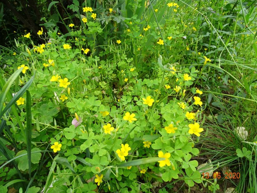 oxalis stricta - Dobarland 2020 4