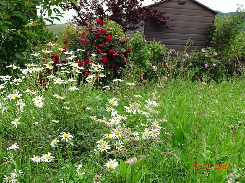 Zeelandia - Dobarland 2020 4