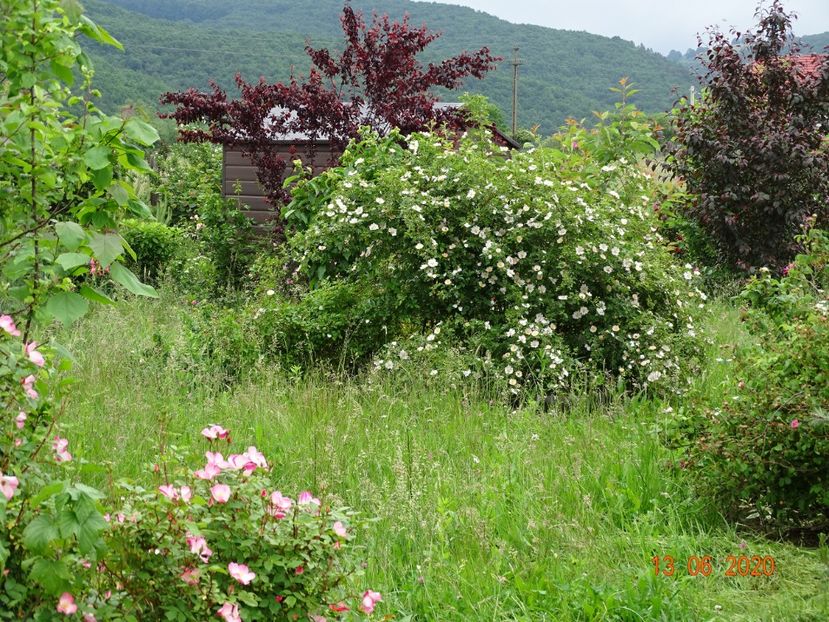 Rush si rosa canina - Dobarland 2020 4