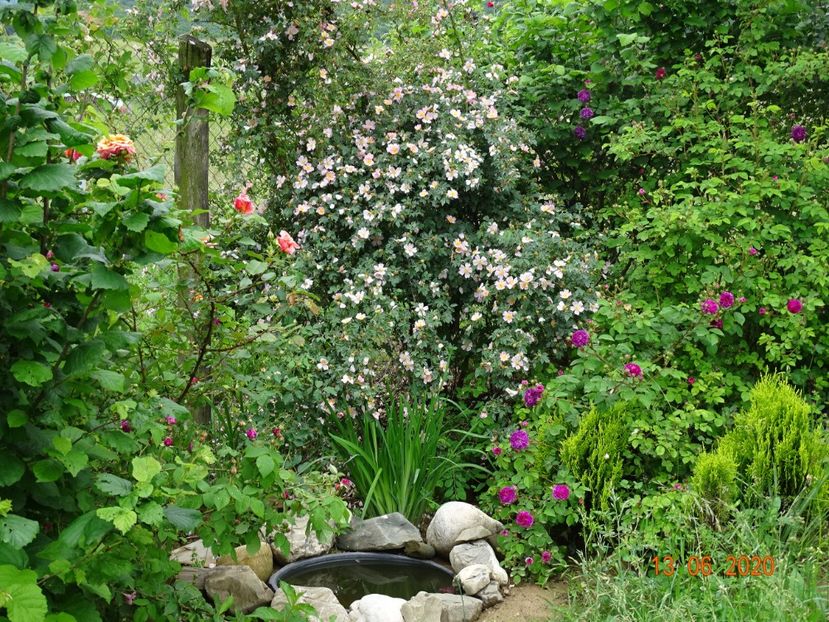 Himmelsauge, rosa canina - Dobarland 2020 4