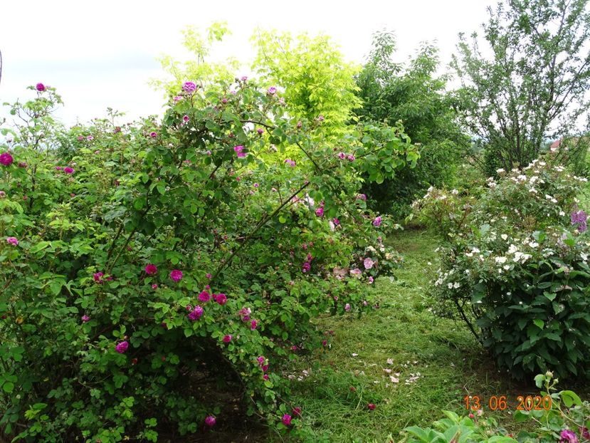 General Stefanik - Dobarland 2020 4