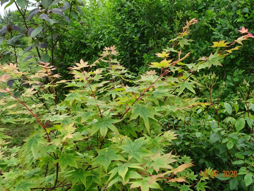 acer palm. Osakazuki - Dobarland 2020 4