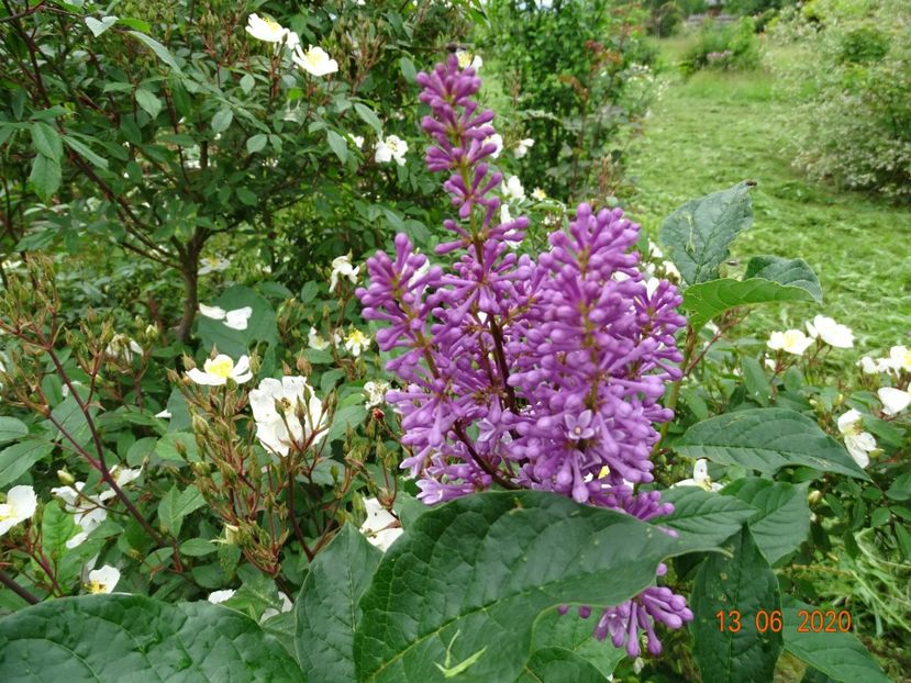 syringa Minuet - Dobarland 2020 4