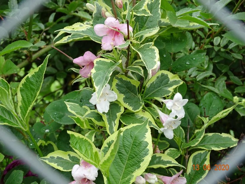 weigela variegata - Dobarland 2020 4