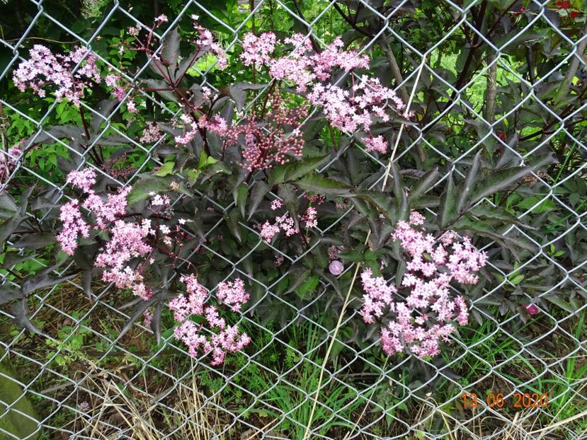 sambucus Guincho Purple - Dobarland 2020 4