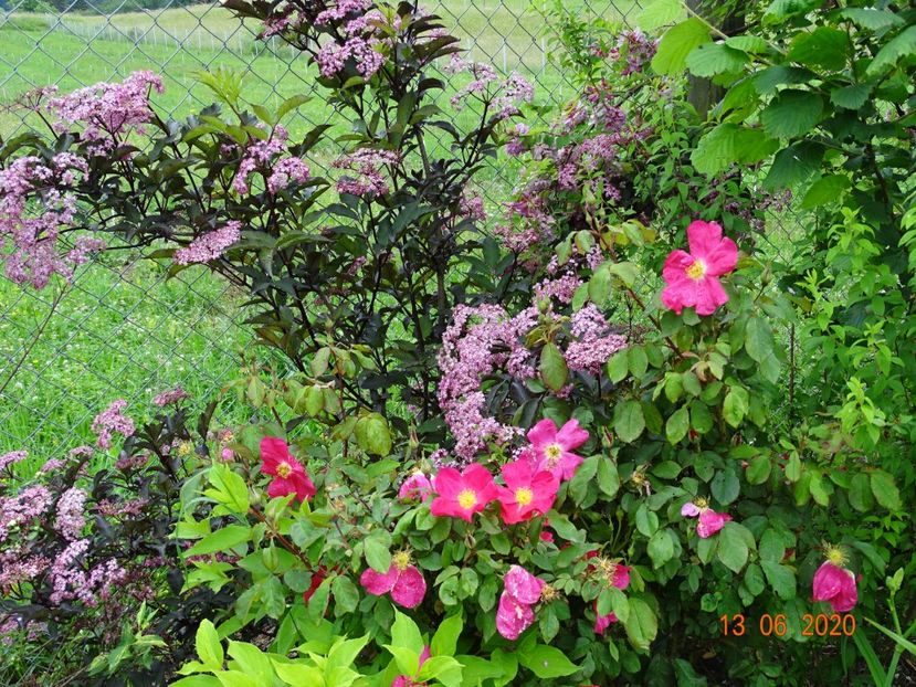 Rose of Picardy, sambucus Guincho Purple - Dobarland 2020 4