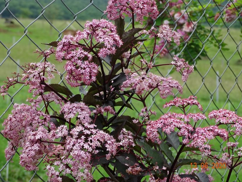 sambucus Guincho Purple - Dobarland 2020 4