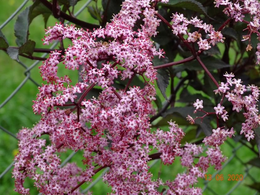 sambucus Guincho Purple - Dobarland 2020 4