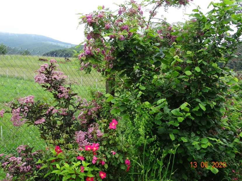 Rose of Picardy, sambucus Guincho Purple - Dobarland 2020 4