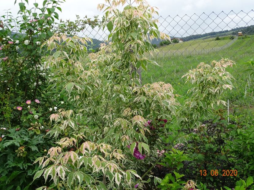 acer negundo Flamingo - Dobarland 2020 4