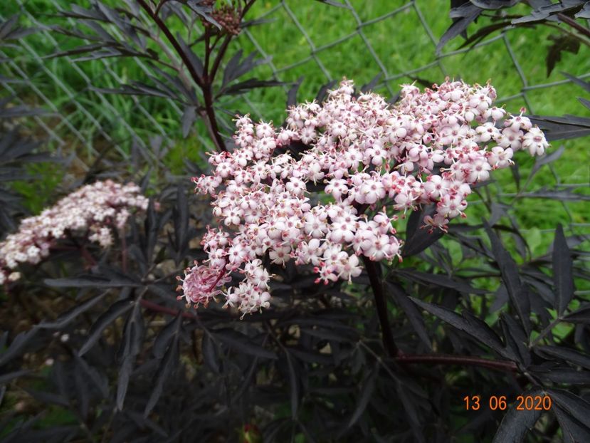 sambucus Black Lace - Dobarland 2020 4