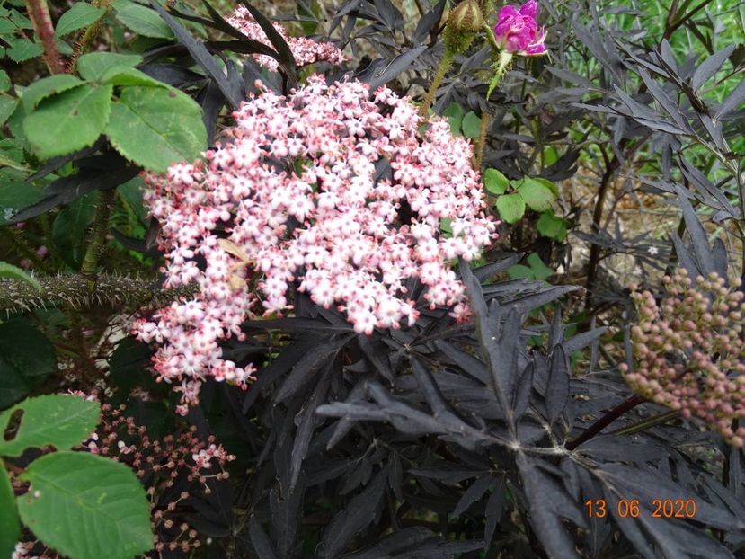 sambucus Black Lace - Dobarland 2020 4
