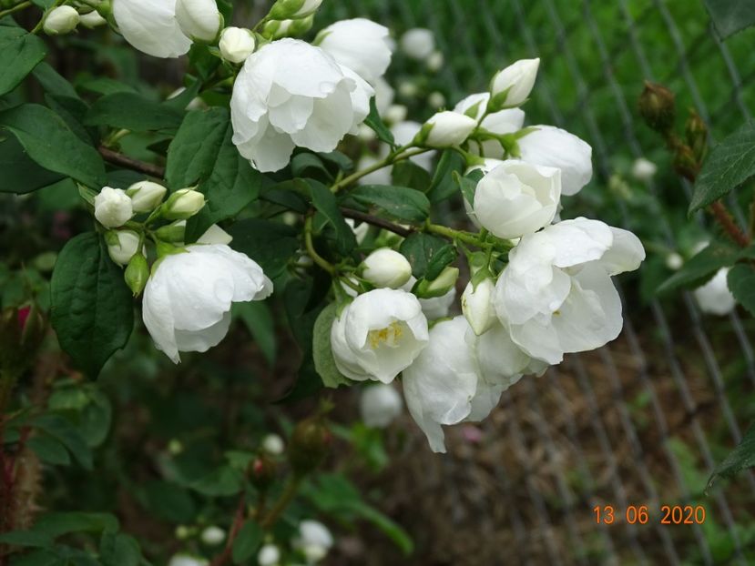 philadelphus Karolinka - Dobarland 2020 4