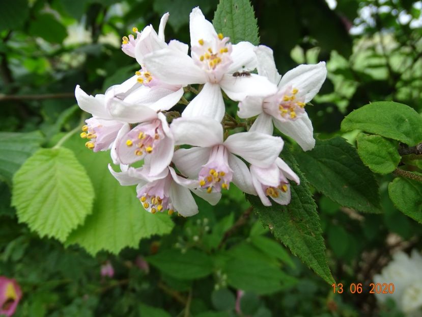 deutzia Mont Rose - Dobarland 2020 4