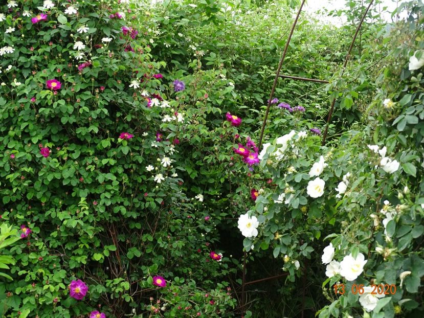 clematis Summer Snow si Violacea - Dobarland 2020 4