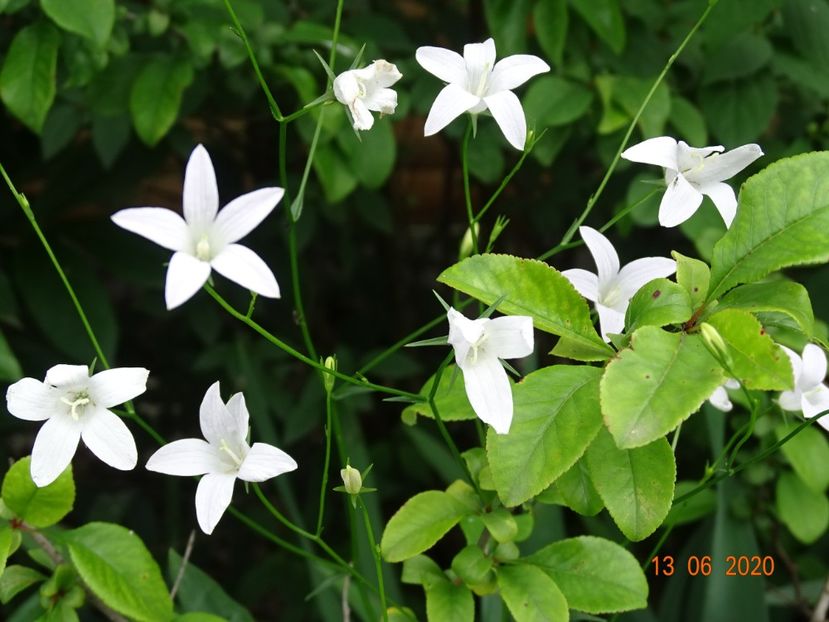 campanula patula - Dobarland 2020 4