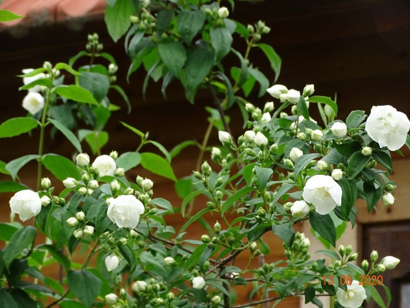 philadelphus Snowbelle - Dobarland 2020 4