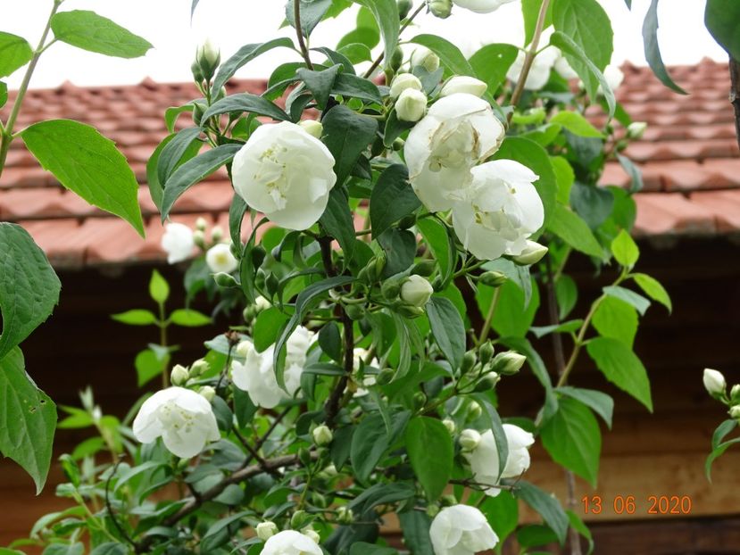 philadelphus Snowbelle - Dobarland 2020 4
