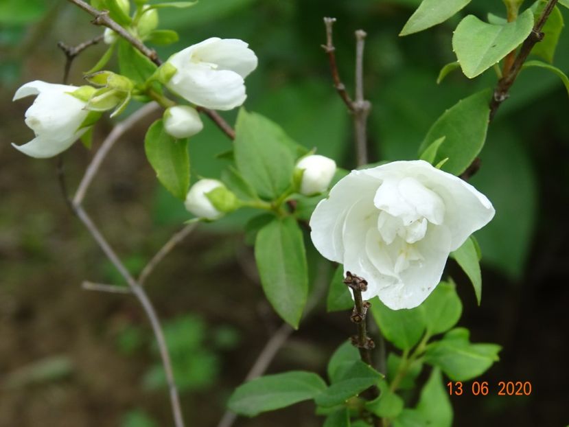 philadelphus Snowbelle - Dobarland 2020 4