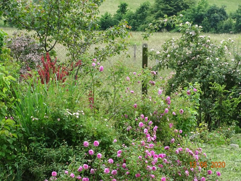 Pompon de Bourgogne - Dobarland 2020 4