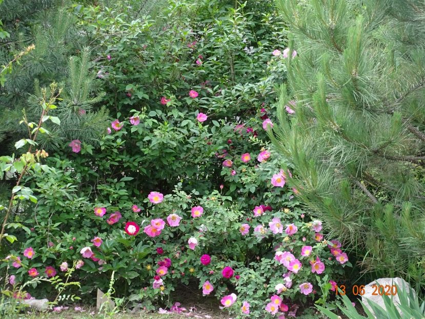 Complicata, Henri Martin - Dobarland 2020 4