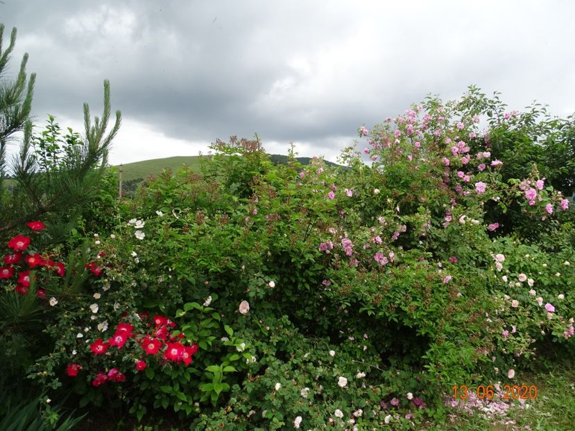 Dortmund si Kazanlik - Dobarland 2020 4