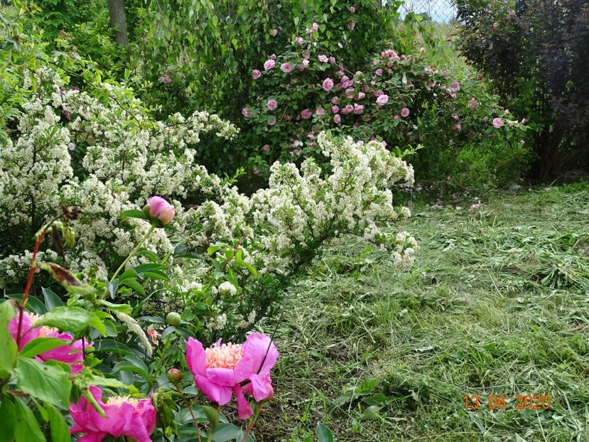 pyracantha Soleil d'Or - Dobarland 2020 4
