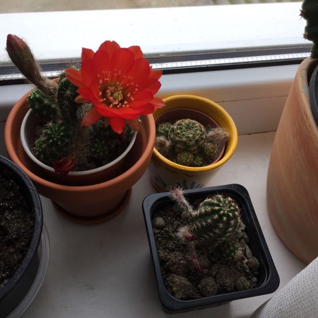  - Cactusi