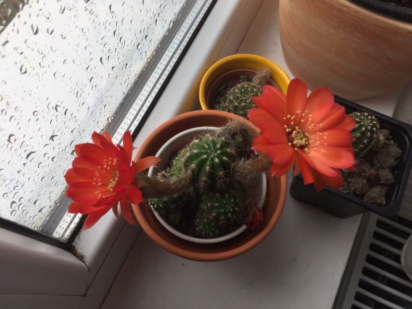  - Cactusi