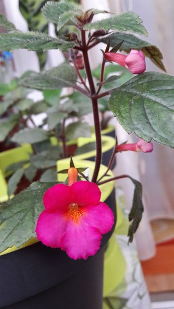 2020 - Chancey Marie