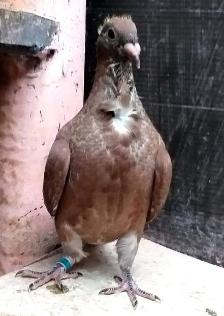  - CRAVATAȚI ROMÂNEȘTI