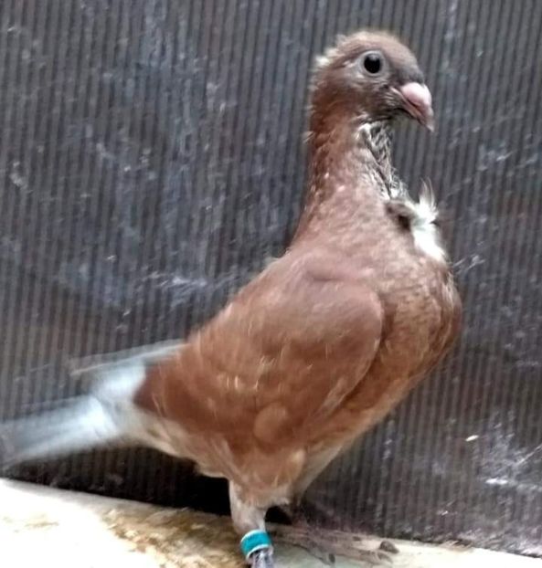  - CRAVATAȚI ROMÂNEȘTI