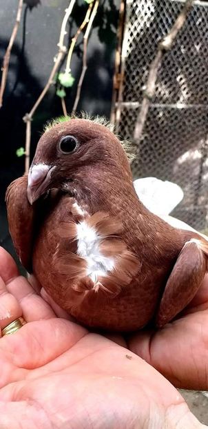  - CRAVATAȚI ROMÂNEȘTI