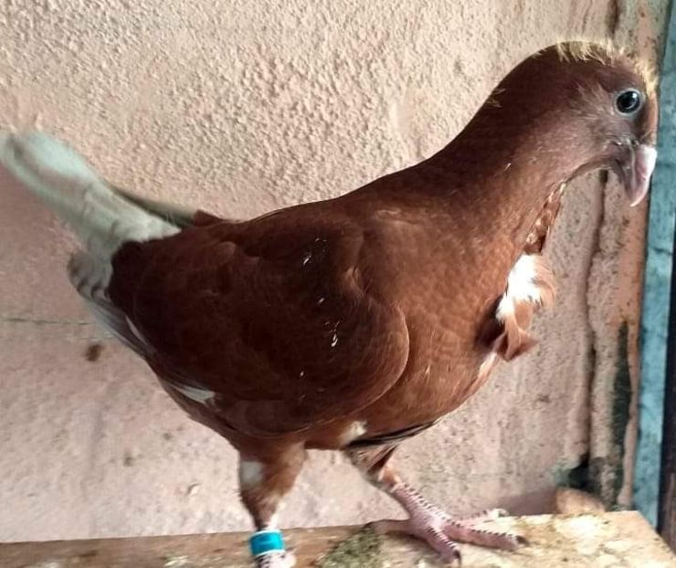  - CRAVATAȚI ROMÂNEȘTI