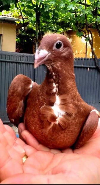  - CRAVATAȚI ROMÂNEȘTI