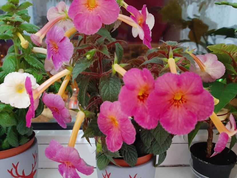  - achimenes-primele incercari